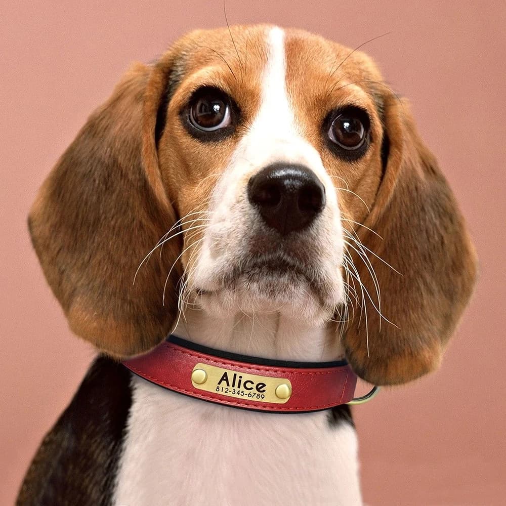 Collar de cuero personalizado